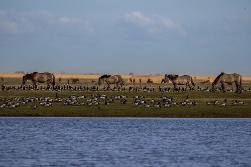 Landschap Koniks paarden in de Oostvaardersplassen