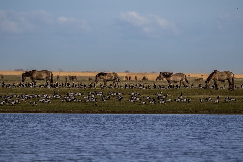Landschap Koniks paarden in de Oostvaardersplassen von Peter Gooris
