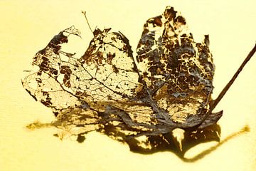 Herfstblad op goud van Wilma Overwijn