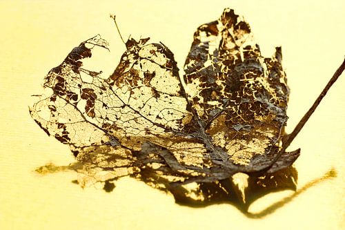 Feuille d?automne sur l?or