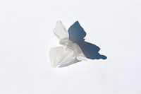 Enkele gedroogde orchidee op een witte achtergrond met een blauwachtige schaduw