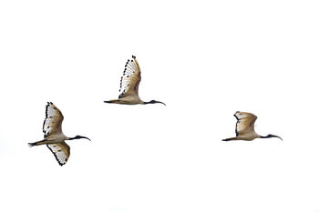 Formation de l'ibis sacré
