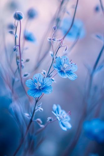 Blauwe bloemenpracht
