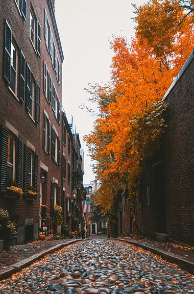 Boston von Hello Pompoyo