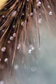 Close-up of water droplets on a grass plume by Fika Fotografie