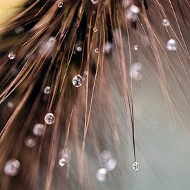 Close-up van waterdruppels op een graspluim van Fika Fotografie