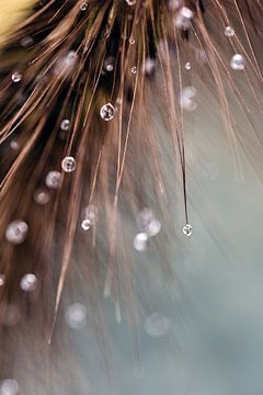 Close-up van waterdruppels op een graspluim van Fika Fotografie