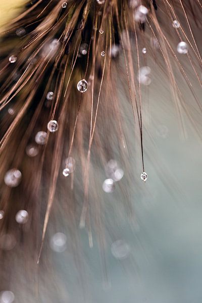 Close-up of water droplets on a grass plume by Fika Fotografie