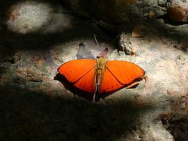 Ein Schmetterling im Lichtstrahl des Dschungels / A butterfly in the ray of light of the jungle by Mark-Joachim Strehl: Wundervolle Welt der Schmetterlinge / Wonderful world of butterflies