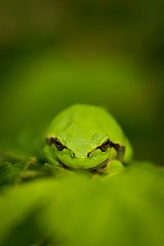 Cooler Frosch mit geradem Blick von Stephan Krabbendam