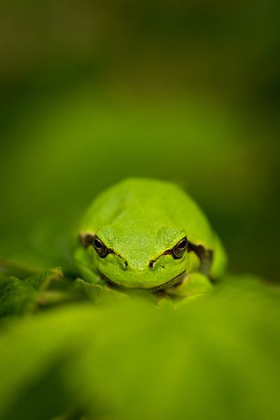 Cool frog, lookin' at you by Stephan Krabbendam