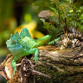 Stirnlappenbasilisk van Bojan Radisavljevic