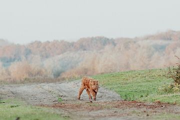 De Schotse Hooglander, een prachtig en krachtig wild dier in Nederland. Met hun imposante hoorns blijven ze indrukwekkend om te zien en te fotograferen.  Op deze stille en vrij heiige en donkere avond, werden de Hooglander koeien en de Koniks ook nog eens omringd door duizenden zwaluwtjes wat zorgde voor prachtige beelden.  Kies een van deze beelden uit om aan je muur te hangen en ervaar de pure schoonheid van de natuur in jouw eigen huis of werkplek. van Anne Zwagers