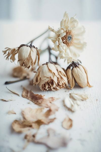 Transience by Treechild