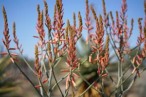 Fleurs d'un aloès en fleur (Aloe littoralis) dans le parc national d'Etosha