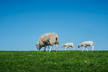 Es ist Frühling von H&J Fotografie