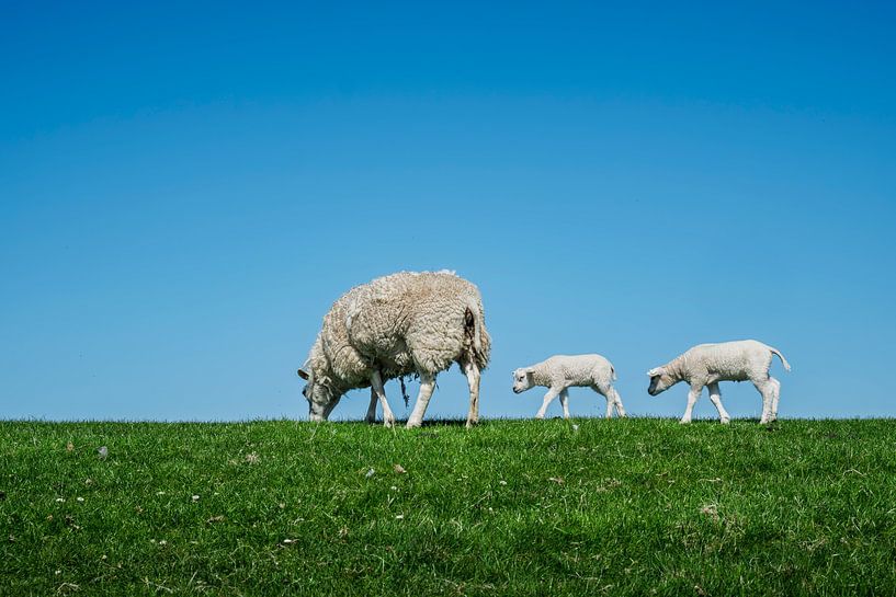 Es ist Frühling von H&J Fotografie