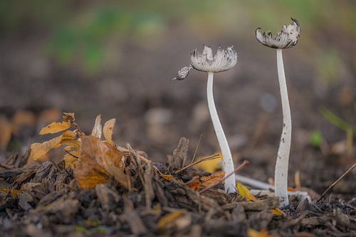Paddenstoelen