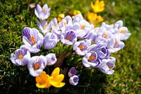 Le printemps arrive !