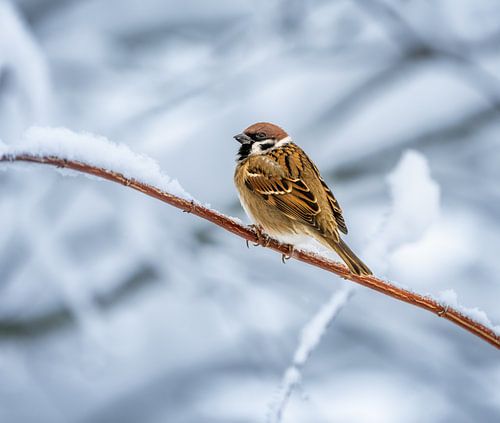 Gros plan d'un moineau friquet sur un arbre couvert de neige