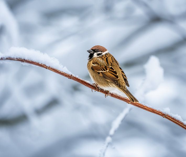 Gros plan d'un moineau friquet sur un arbre couvert de neige par ManfredFotos