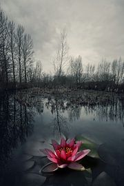 Mystic Lake by Ronnie Reul