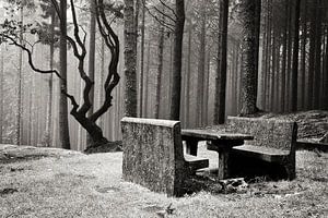 Bankje in mysterieus bos van Carmen de Bruijn