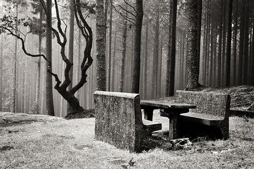 Banc dans une forêt mystérieuse