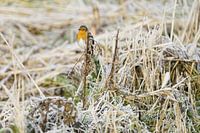 Robin starts the cold day with a beautiful song