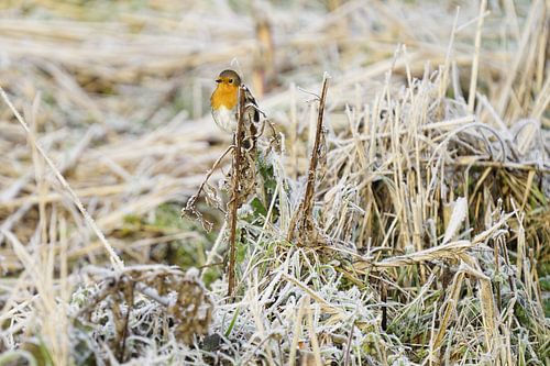 Robin starts the cold day with a beautiful song