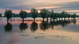Saules têtards alignés dans l'eau dans la réserve naturelle Noordma près du Zuidlaardermeer dans la province de Drenthe.