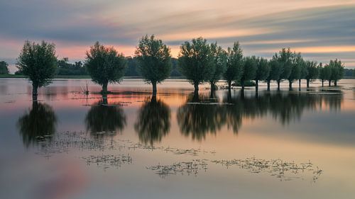 Knotwilgen op een rij in het water in het natuurgebied Noordma nabij het Zuidlaardermeer in de provincie Drenthe