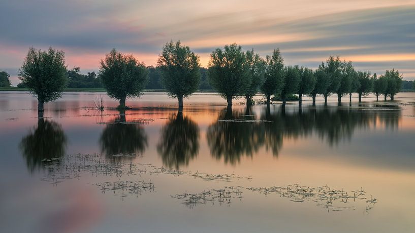 Pollard willows in a row in the water in the Noordma nature reserve near the Zuidlaardermeer in the province of Drenthe by Marga Vroom
