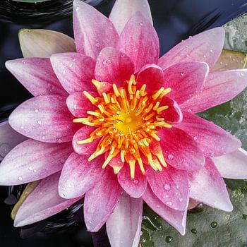 Pompeblêd/ Nénuphar