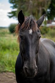 Close-up horse head - timeless beauty 5 by Kees Goethart