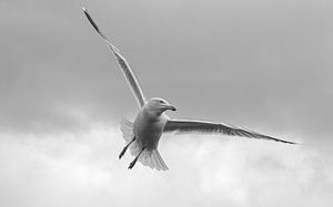 Mouette sur Friedhelm Peters