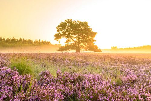 Zonsopgang boven bloeiende heide in natuurgebied de Veluwe