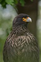 Arend
