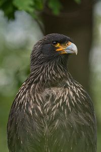 Adler