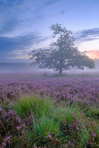 Bloeiende heideplanten in heidelandschap tijdens zonsopgang van Sjoerd van der Wal Fotografie