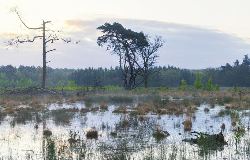 SStrubben-Kniphorstbos - Drentsche Aa (Niederlande) von Marcel Kerdijk