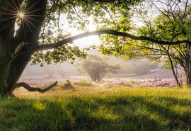 D'innombrables gouttes de rosée
