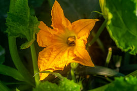 Fleur de courgette jaune en fleur dans un jardin verdoyant sur Milcho Milev