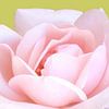Zarte Rosen-Blüte von Ramon Labusch