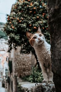 Katze / Katze in Dubrovnik Kroatien von Milene van Arendonk