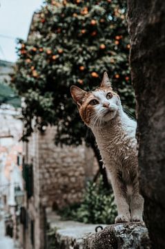 Kat / poes in Dubrovnik Kroatië van Milene van Arendonk