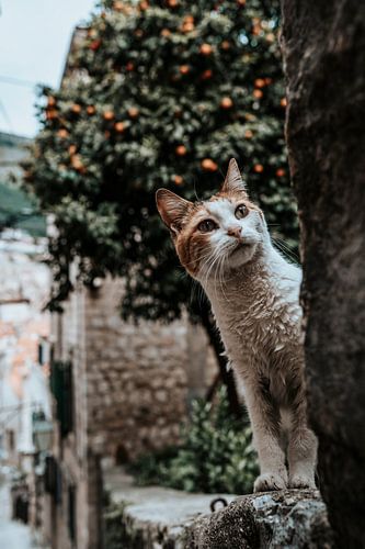 Kat / poes in Dubrovnik Kroatië