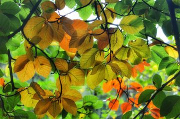 Kleurrijke herfstblaadjes aan de boom van Joyce Derksen