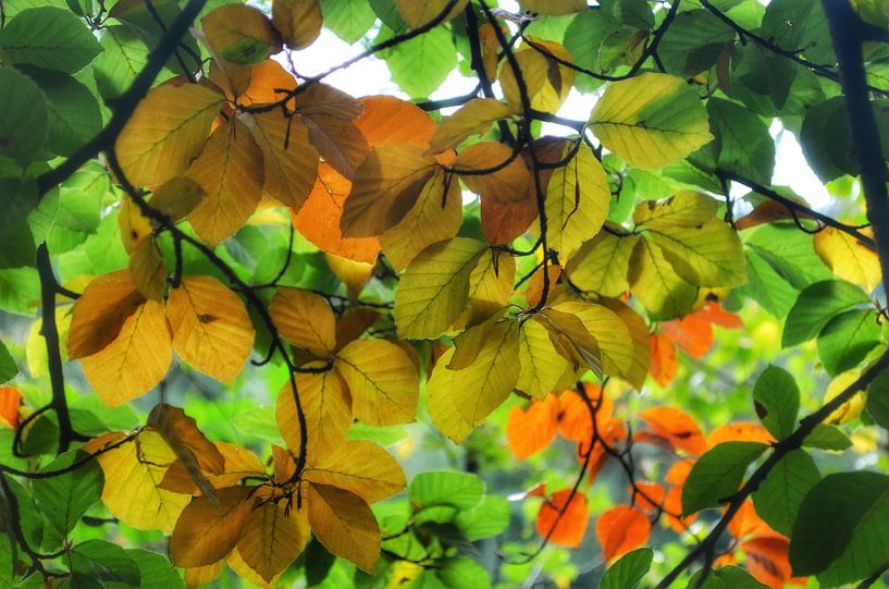 Colourful autumn leaves on the tree by Joyce Derksen