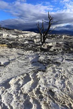 Arbre mort à Yellowstone sur Antwan Janssen